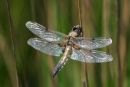 Damsel Fly