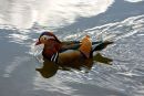 Mandarin Duck