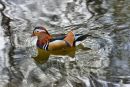 Mandarin Duck