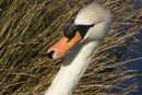 Swan Neck