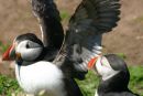 Puffin in a Flap