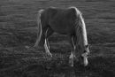 BW Horse (1)