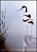 The Avocet
