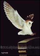 Barn Owl in Flight