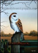 Barn Owl