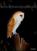 Barn Owl Resting
