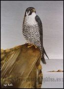 Peregrine Falcon
