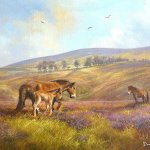 Exmoor Ponies