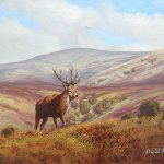 Stag on Exmoor