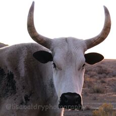 Nature : Zulu Cattle, Kleinkaroo, Anysberg Nature Reserve, South Africa