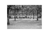 Paris - Jardin des Tuileries