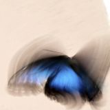 Farfalla VII