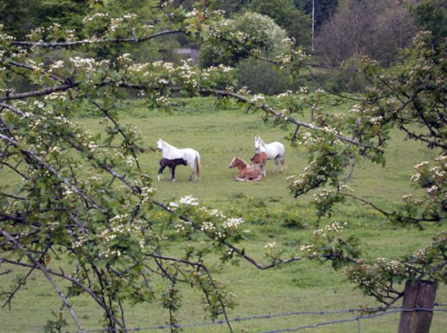 Ponies grazing in fields near Riverview Holiday Park.