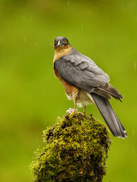 "Sparrow Hawk"
