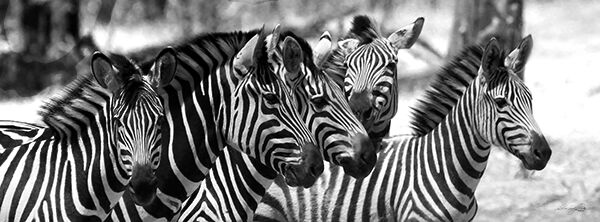 "Dazzle of Zebras"