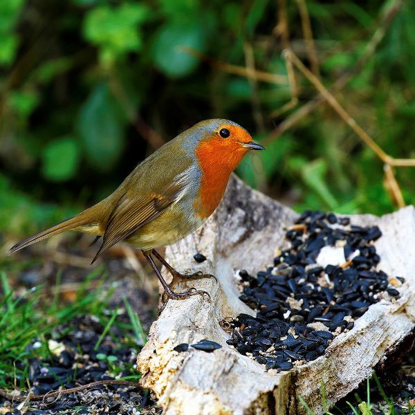 "Cheeky Chappy II"