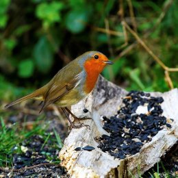 "Cheeky Chappy II"
