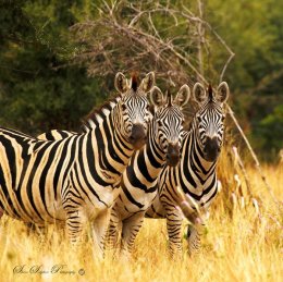 "Three Kings"