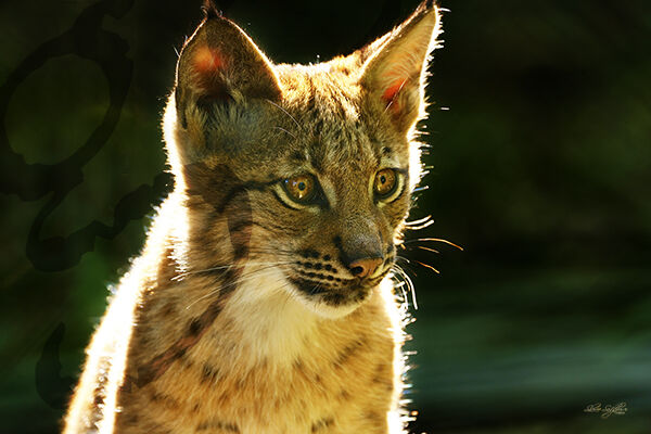 "Lynx cub"