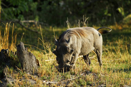 "African Wart Hog"