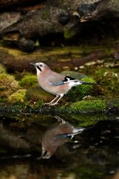 Jay Reflection