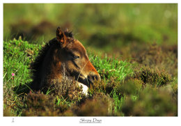 "Sleepy Days"