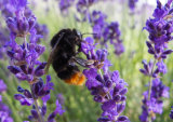 Third Place 'Bumble Bee On Lavender' Anita Fullerton