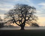 C  "Crisp" by Bob Robson.