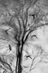 First  "Circling" by Rachel Domleo.