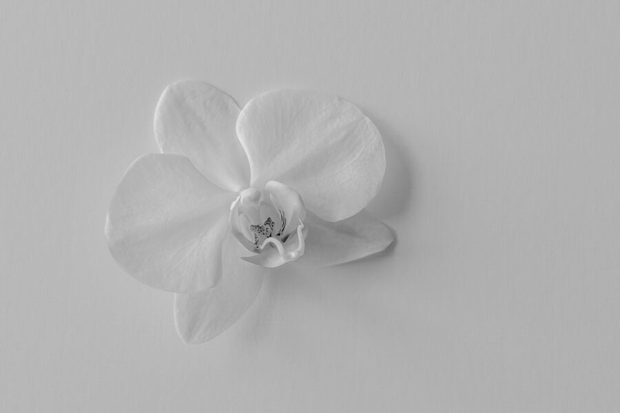 Highly Commended 'White on White' by Jeff McKinstry