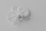 Highly Commended 'White on White' by Jeff McKinstry
