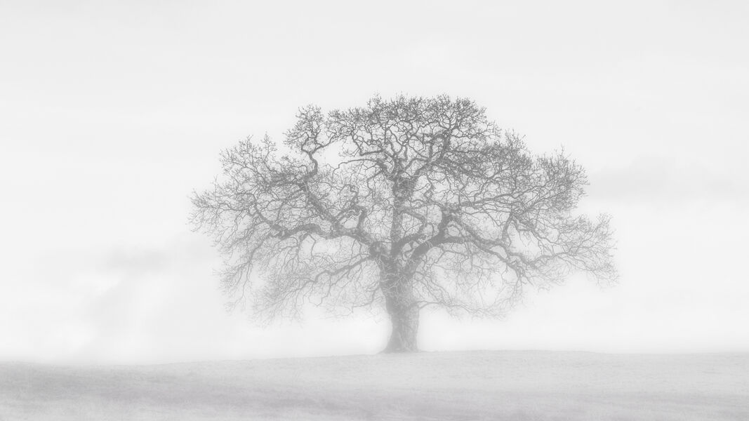 Second Place 'One Tree - Nothing Else' by Jeff McKInstry