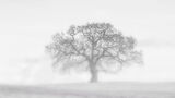 Second Place 'One Tree - Nothing Else' by Jeff McKInstry