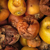 Rotten Fruit by Mary Osborn