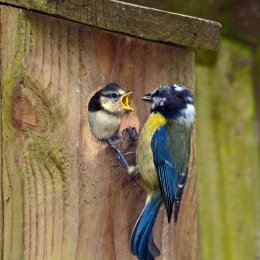 'Begins with T' print competition - November 2015