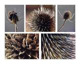 C "Teasled" by Sid Stace.