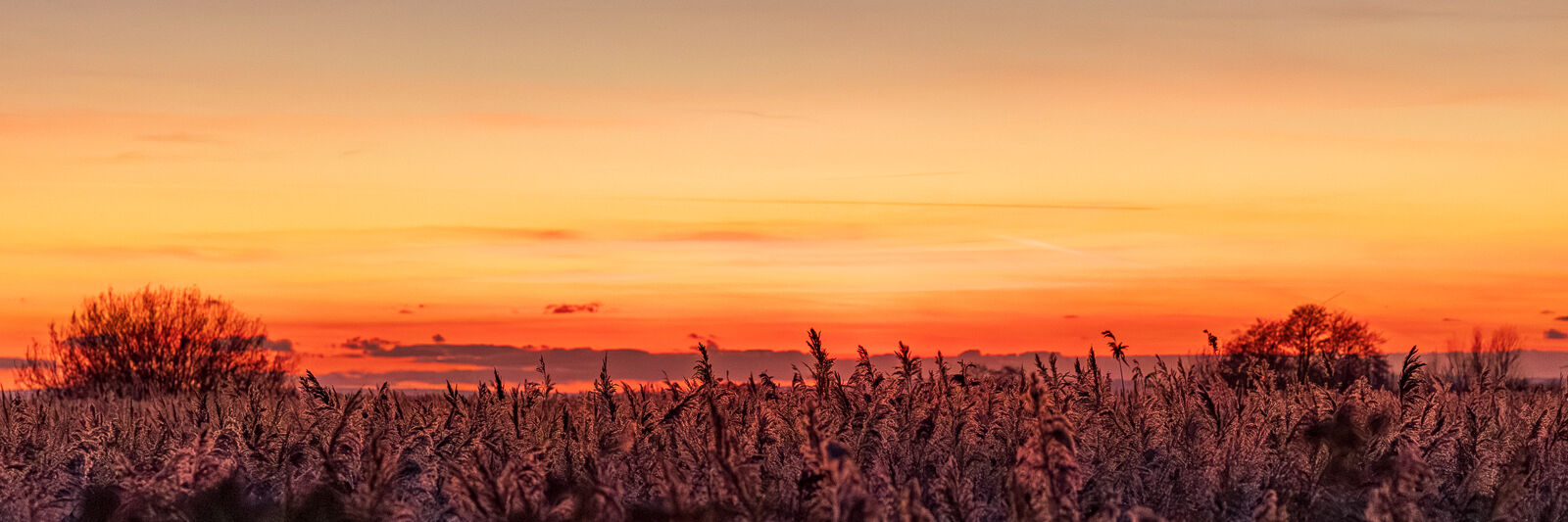 Commended 'Reed-Bed Sunset' by Owen Richards