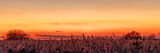 Commended 'Reed-Bed Sunset' by Owen Richards