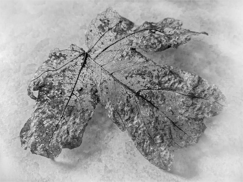 Commended 'Leaf Skeleton' by Anita Fullerton AFIAP