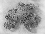 Commended 'Leaf Skeleton' by Anita Fullerton AFIAP