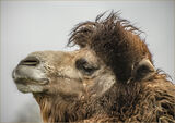 Commended 'Camel Portrait' by Bruce Gibbs