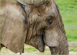 Commended 'Elephant Portrait' by Bruce Gibbs