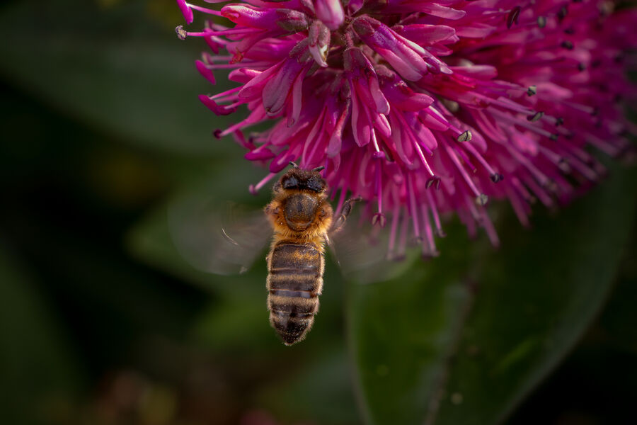 Commended 'Winging It' by Jeff McKinstry