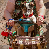 HC  "Pampered Pooch" by Anita Fullerton.