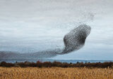 Highly Commended 'Murmuration' by Bruce Gibbs