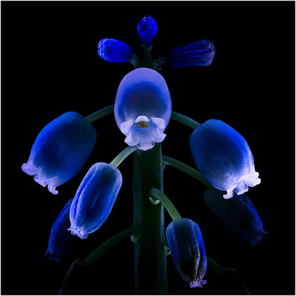Highly Commended 'Electric Blue' by Adam Wakefield