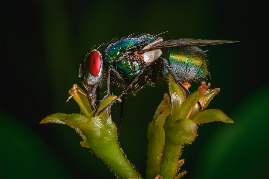 Highly Commended 'Green Bottle Fly' by Adam Wakefield