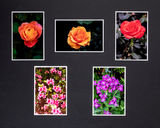 HC "Colours in the Garden" by Brian Kinsman.