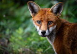 Highly Commended 'Portrait of an Allotment Fox' by Owen Richards
