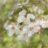 Highly Commended 'Blossoms in the Breeze' by Anita Fullerton AFIAP